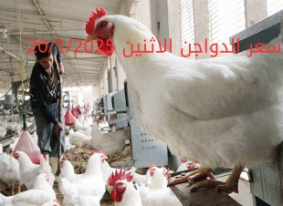سعر الفراخ والبيض اليوم الاثنين 20-1-2025 في بورصة الدواجن