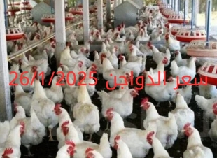 سعر الفراخ والبيض اليوم الأحد 26-1-2025 في بورصة الدواجن
