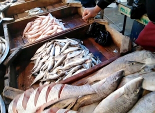 أسعار الأسماك والجمبري اليوم في سوق العبور 19-10-2025