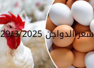 سعر الدواجن والبيض اليوم السبت 29-3-2025
