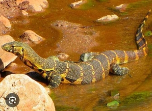 ورل نيلي ولا داعي للقلق.. وزيرة البيئة توضح حقيقة الفيديو المتداول عن 