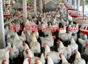 أسعار الفراخ البيضاء اليوم الثلاثاء 18-2-2025 في شعبة الدواجن