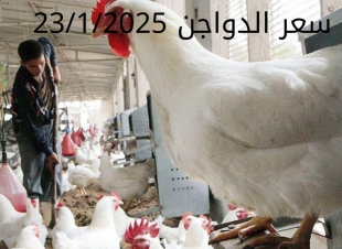 أسعار الفراخ البيضاء اليوم الخميس 23-1-2025 في شعبة الدواجن