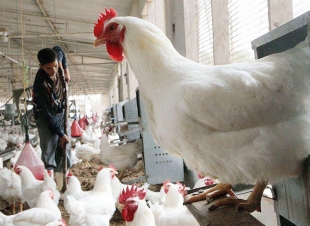 أسعار بورصة الدواجن اليوم السبت 1-11-2025