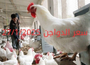 سعر الدواجن اليوم الاثنين 27-1-2025