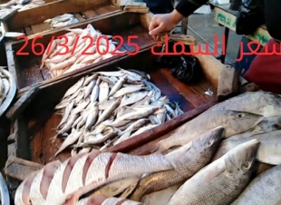 أسعار الأسماك والجمبري اليوم في سوق العبور 26-3-2025