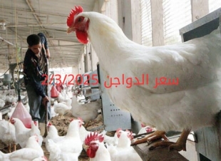 أسعار الفراخ البيضاء اليوم الأحد 2-3-2025 في شعبة الدواجن