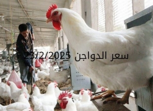 أسعار الفراخ البيضاء اليوم الأحد 23-2-2025 في شعبة الدواجن