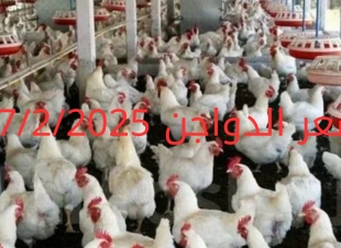 أسعار الفراخ البيضاء اليوم الخميس27-2-2025 في شعبة الدواجن