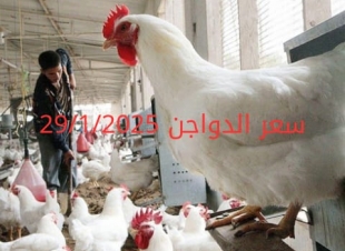 سعر الفراخ والبيض اليوم الأربعاء 29-1-2025 في بورصة الدواجن