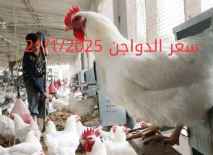 أسعار الفراخ البيضاء اليوم الثلاثاء 21-1-2025