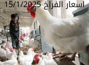سعر الدواجن والبيض اليوم الأربعاء 15-1-2025